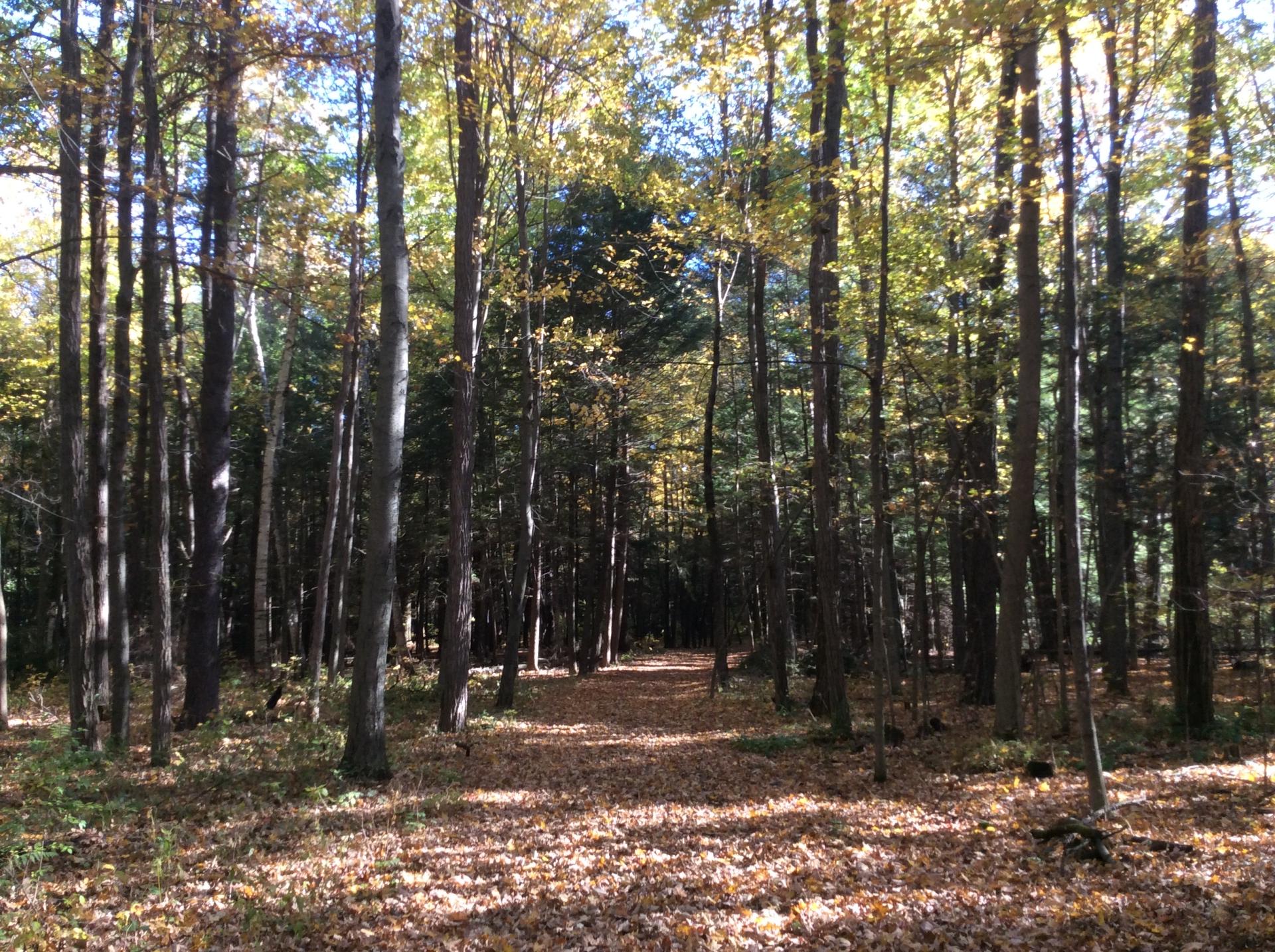 This trail leads to the beach on Lake Champlain.