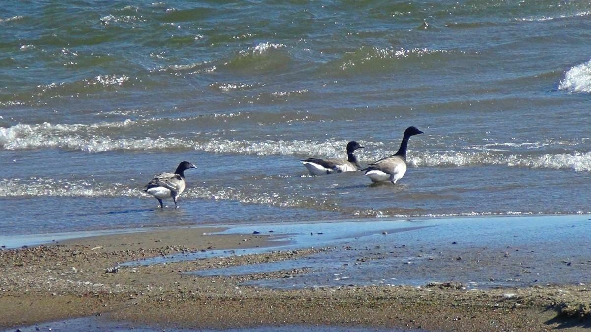 Plenty of birding at Noblewood.