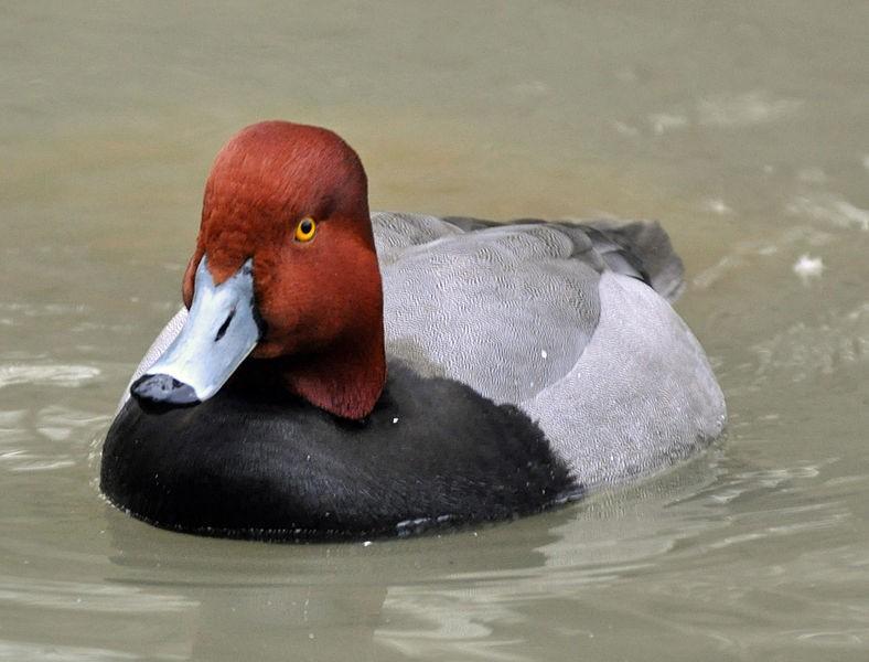 Redhead duck is one of the species seen here.