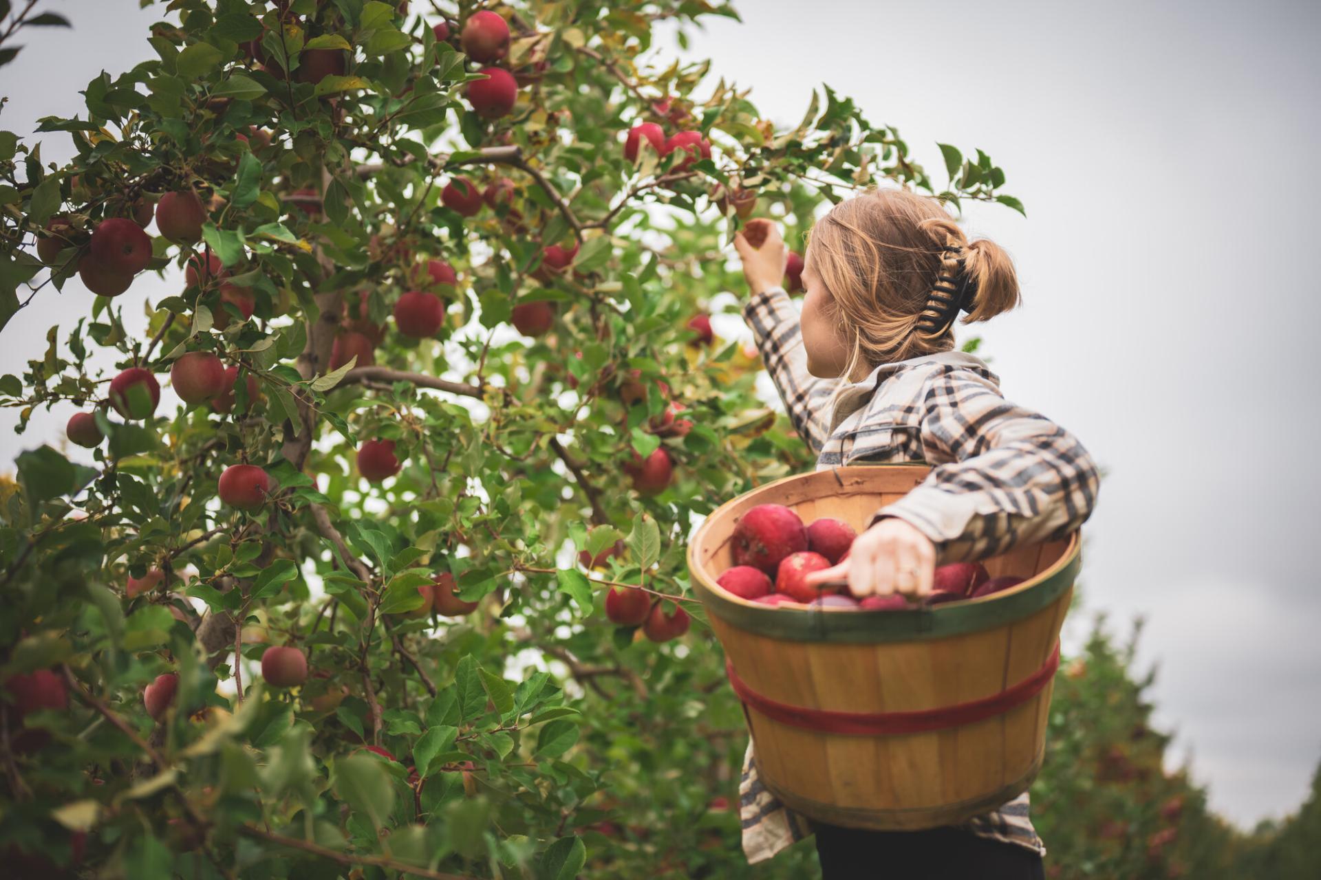 woman picks apples at an apple orchard. 