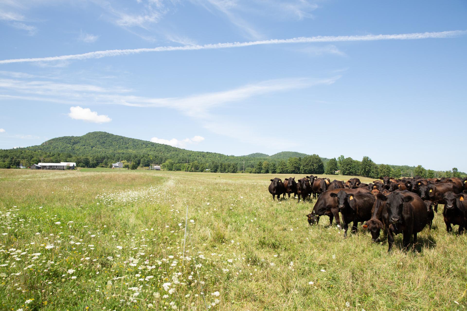 A herd of cattle graze in a green pasture. 