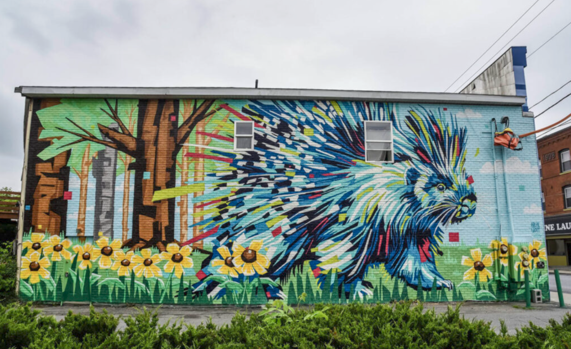 porcupine
