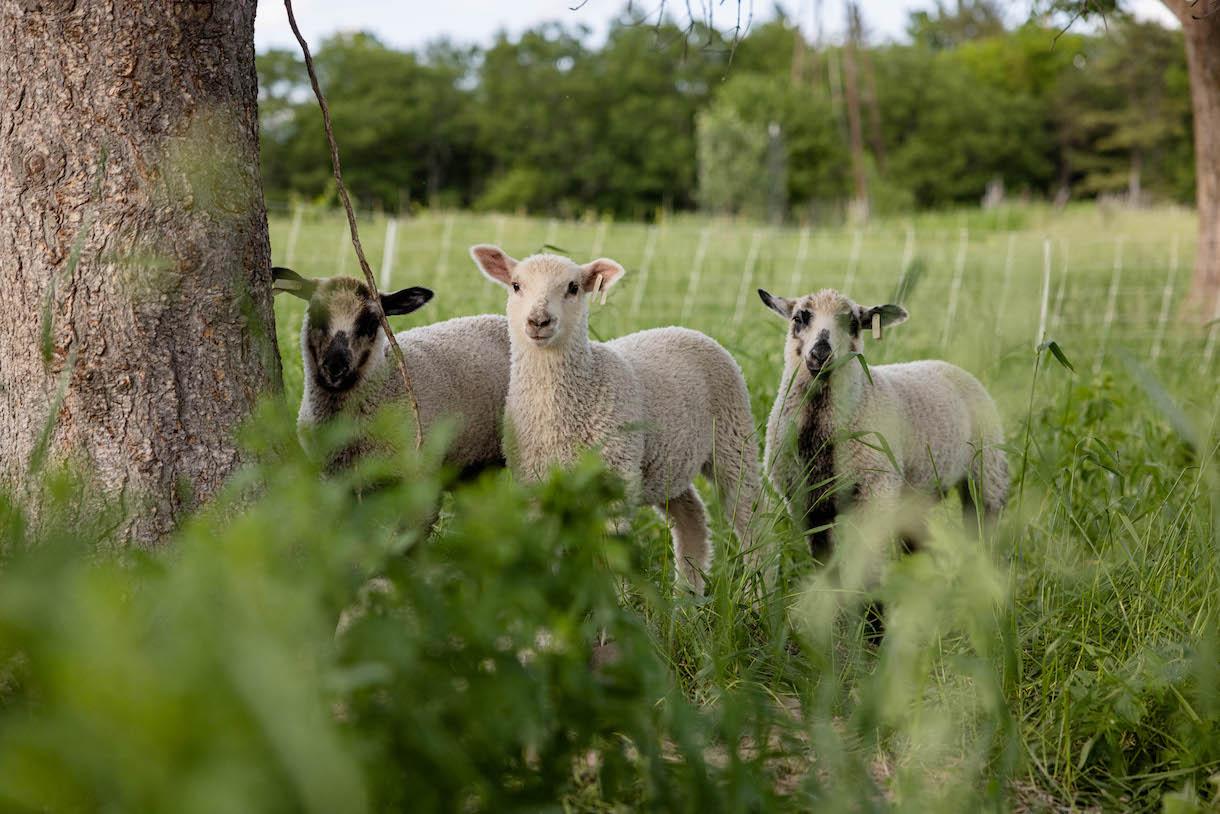 Three lambs stand in a field under the shade of a large tree.