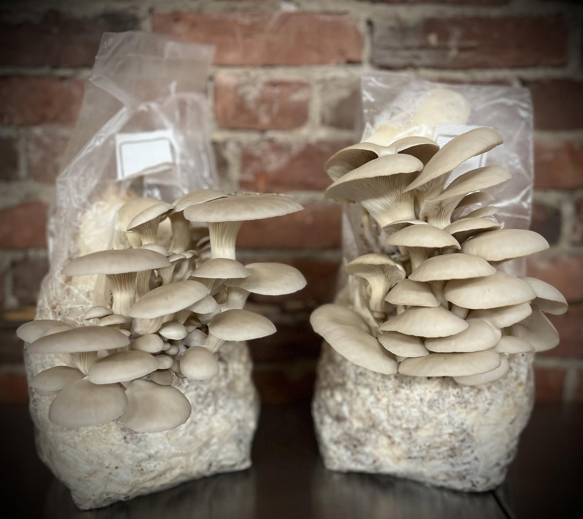 Grow at home kit from Cornucopia Gourmet Mushrooms.
